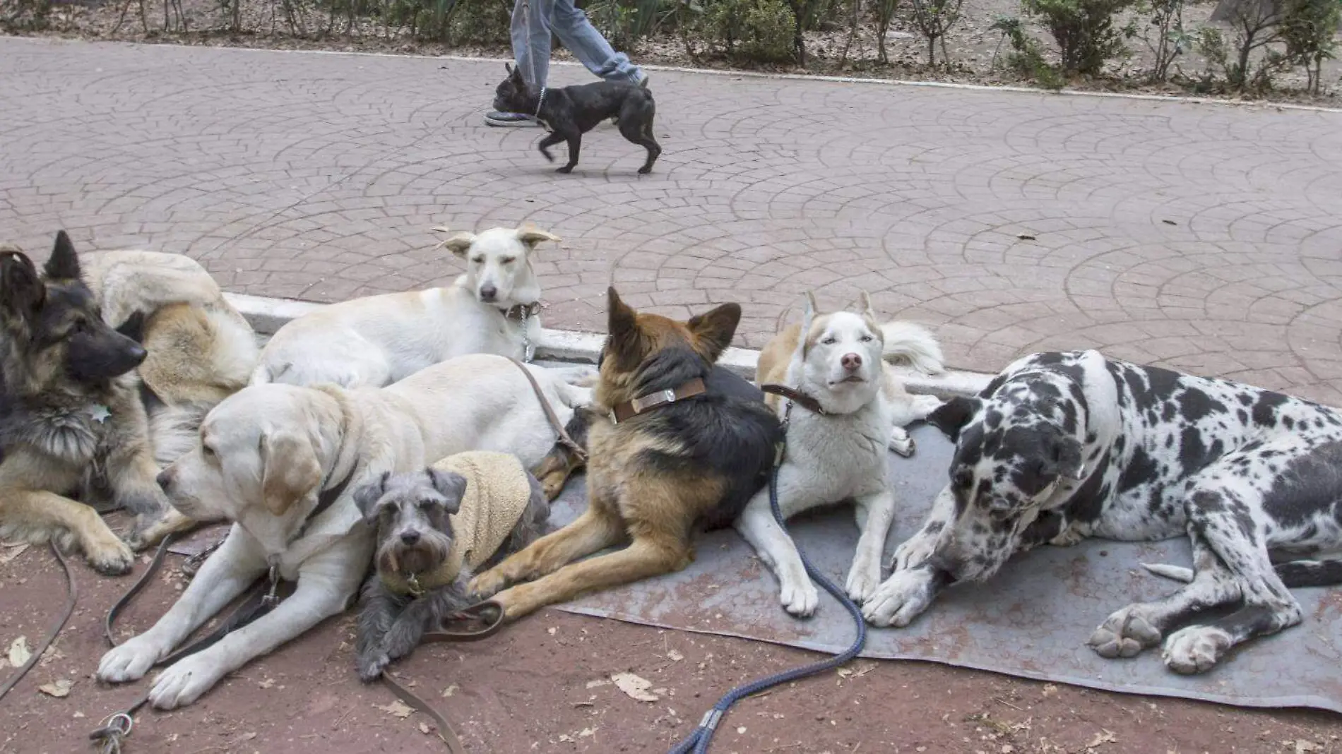 entrenador perros